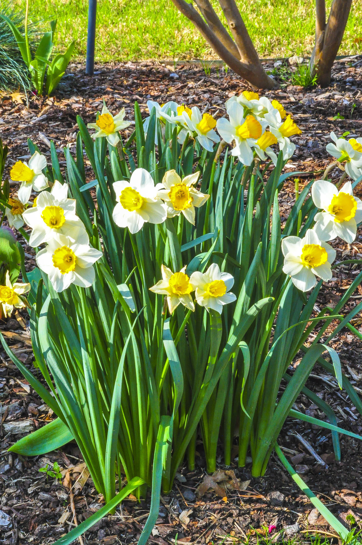 daffodils